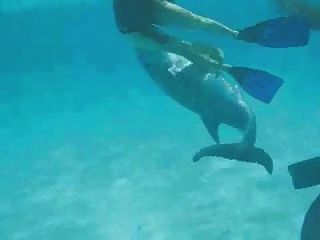 السباحة مع الدلافين لعوب